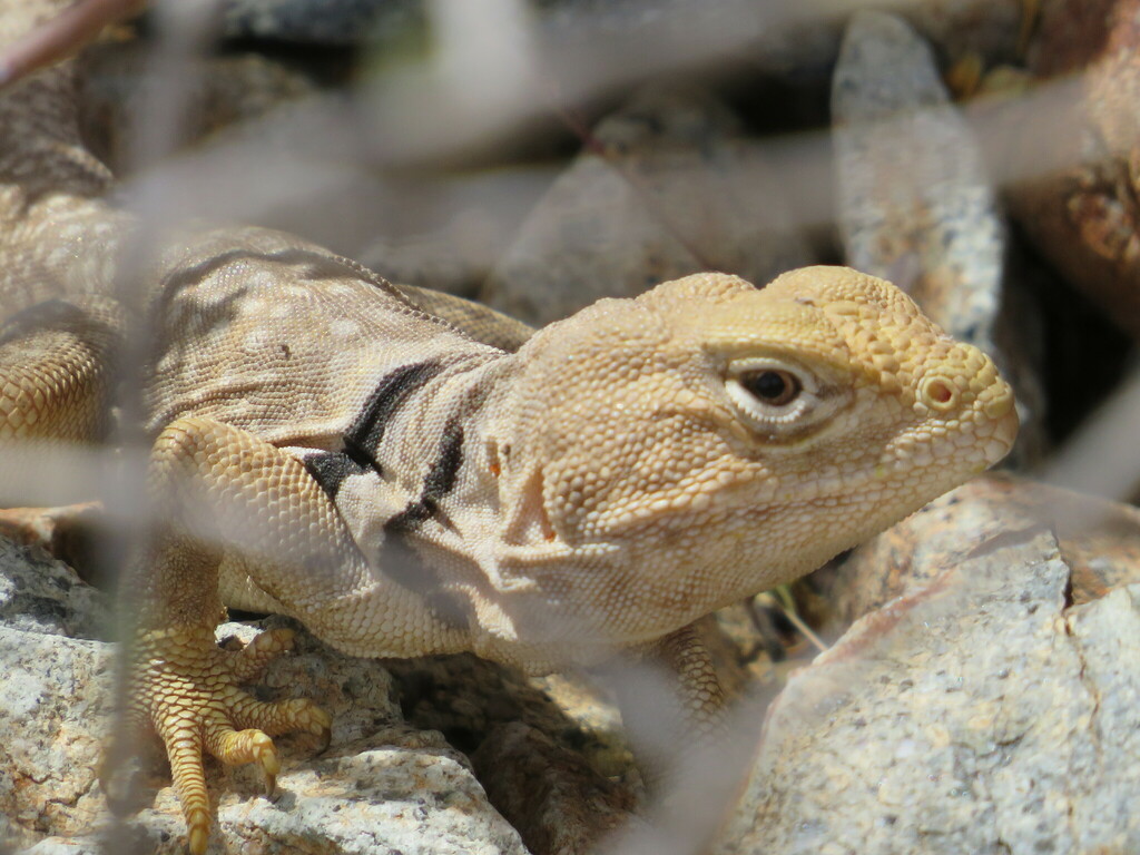April Lizard Sonoran Collared Lizard in April 2023 by Hawken Carlton · iNaturalist