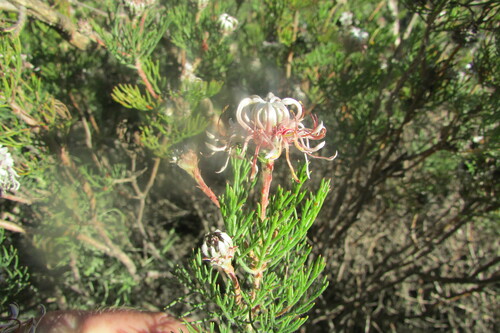 Image of Serruria acrocarpa by (c) James Deacon, some rights reserved (CC BY-SA)