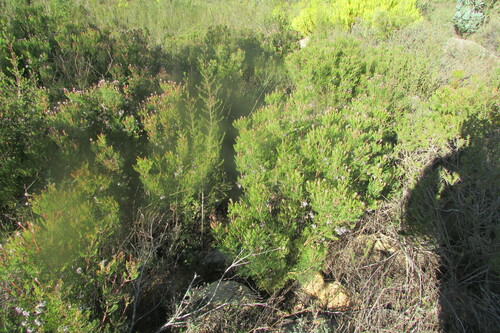 Image of Serruria acrocarpa by (c) James Deacon, some rights reserved (CC BY-SA)