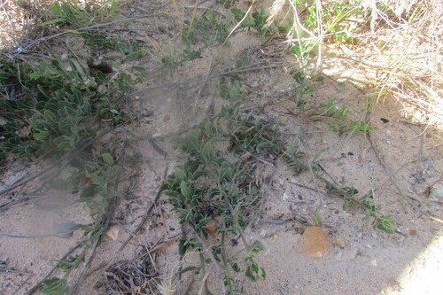 Image of Fringe Babooncabbage by (c) James Deacon, some rights reserved (CC BY-SA)