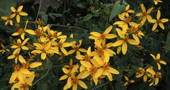Bidens reptans