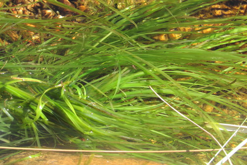 Image of Isolepis digitata by (c) James Deacon, some rights reserved (CC BY-SA)