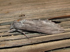 Sphinx libocedrus