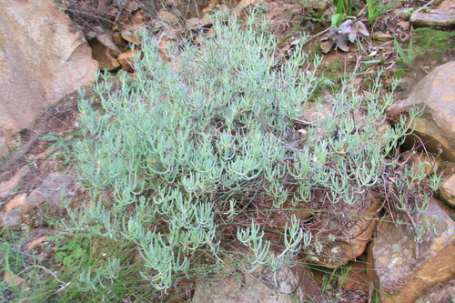 Robertson Mopfig (Lampranthus grahambeckii)