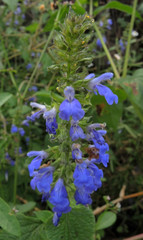Salvia longispicata