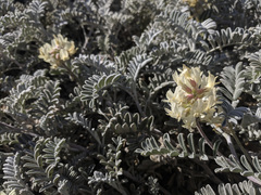 Astragalus miguelensis