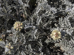 Astragalus miguelensis