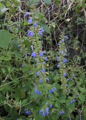 Salvia longispicata
