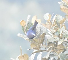 Conirostrum albifrons