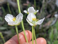 Butomopsis latifolia (Butomopsis latifolia)