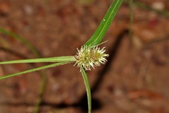 Rhynchospora cephalotes