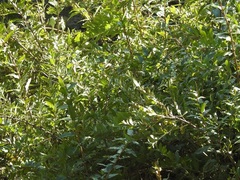 Coriaria myrtifolia image