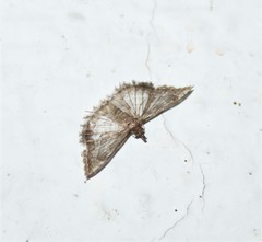 Alucitidae