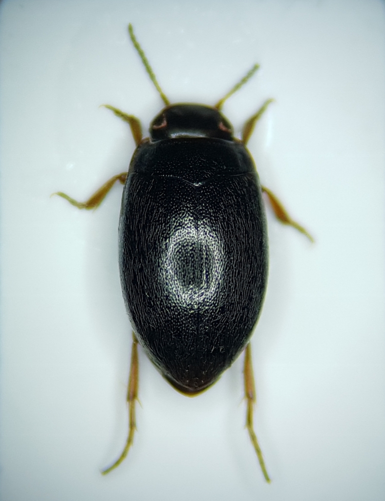 Hydroporus discretus
