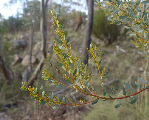 Image of Acacia buxifolia by (c) yatesy, some rights reserved (CC BY)
