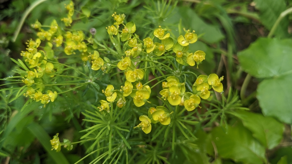 Euphorbia cyparissias — a medium houseplant, prefers full sun light