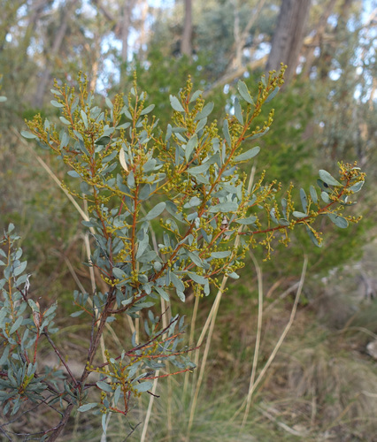 Image of Acacia buxifolia by (c) yatesy, some rights reserved (CC BY)