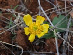 Ranunculus bullatus