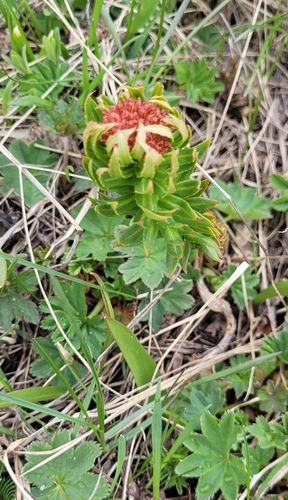 Rhodiola kirilowii (Rhodiola kirilowii)