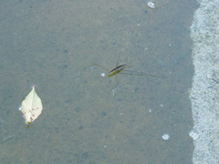 Aquarius elongatus
