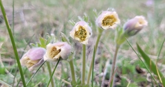 Pulsatilla campanella, photograph Pavel Smirnov, CC BY, iNaturalist via GBIF