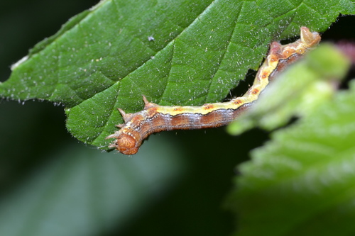 Erannis defoliaria