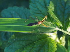 Endochus cingalensis