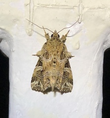 Callopistria flavitincta