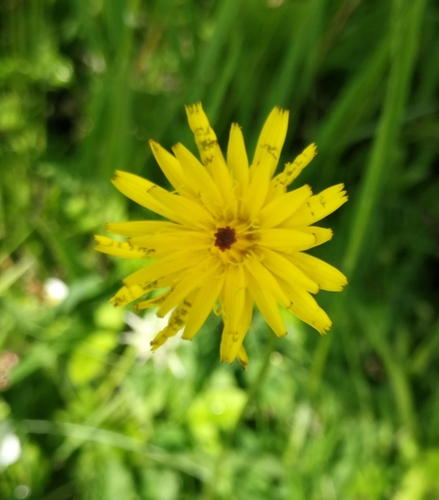 púpavec srstnatý (Leontodon hispidus)
