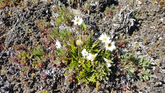Brachyscome pinnata