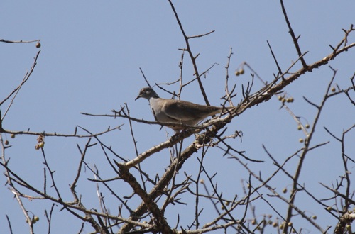 White-winged Collared Dove (Streptopelia reichenowi), photo 2