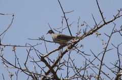 Streptopelia reichenowi