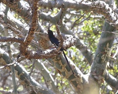 Phoeniculus somaliensis