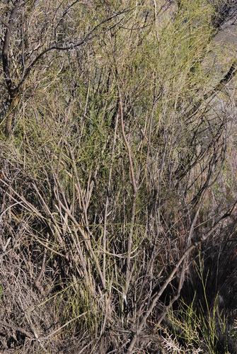 Image of Psoralea karooensis by (c) Charles Stirton, some rights reserved (CC BY-SA)