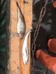 Merluccius bilinearis