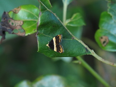 Choreutis basalis