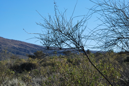 Image of Psoralea karooensis by (c) Charles Stirton, some rights reserved (CC BY-SA)