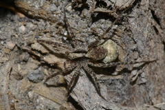 Pardosa saltans