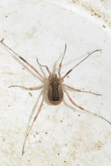 Lacinius ephippiatus