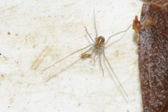 Mitostoma chrysomelas