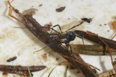 Nemastoma bimaculatum