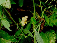 Tegosa anieta luka
