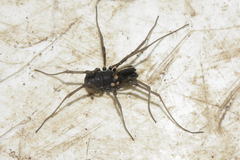 Ischyropsalis luteipes