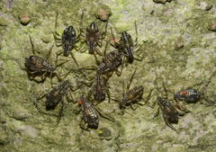 Cinara confinis