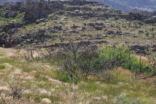 Image of Leucospermum catherinae by (c) Tony Rebelo, some rights reserved (CC BY-SA)