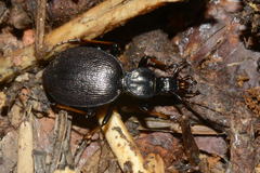 Cychrus attenuatus