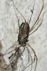 Platybunus pinetorum