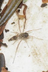 Lophopilio palpinalis