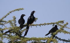 Onychognathus salvadorii
