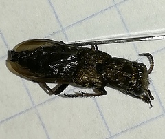 Ontholestes haroldi